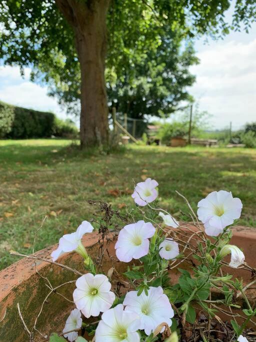 Cottage Chaleureux Au Coeur Des Monts De Flandres Saint-Jans-Cappel Dış mekan fotoğraf
